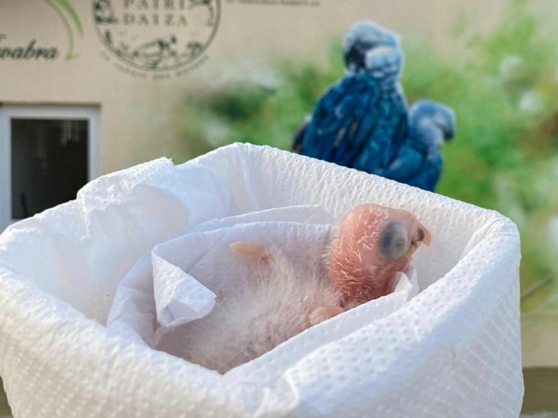 A Esperança Renasce no Azul&nbsp;Caatinga!